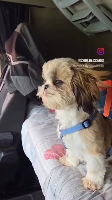 Giovane Shih Tzu durante un viaggio con la famiglia
