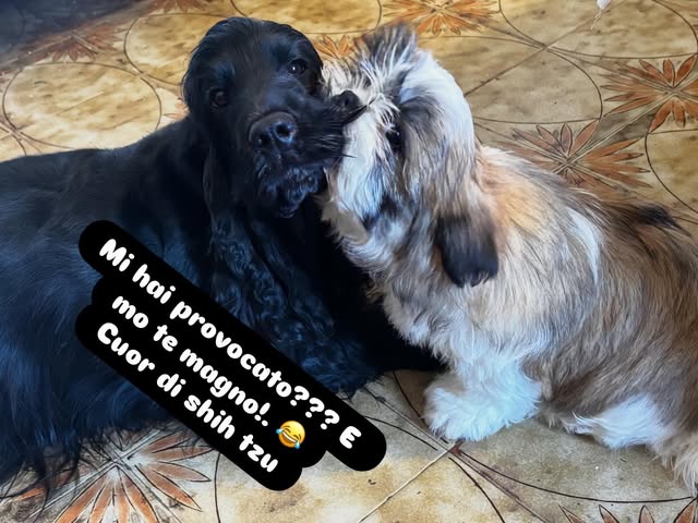 Due Shih Tzu insieme nella loro quotidianità