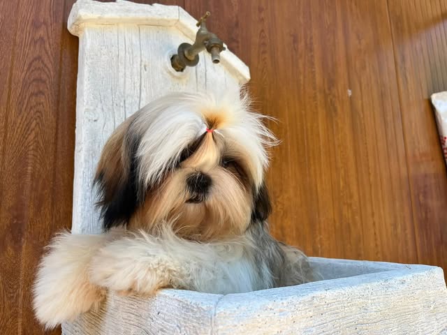 Shih Tzu adulto curato e fotografato in casa